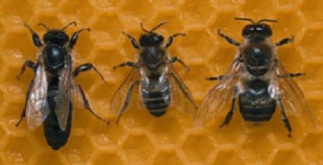 bienen - königin, arbeiterin und drohne